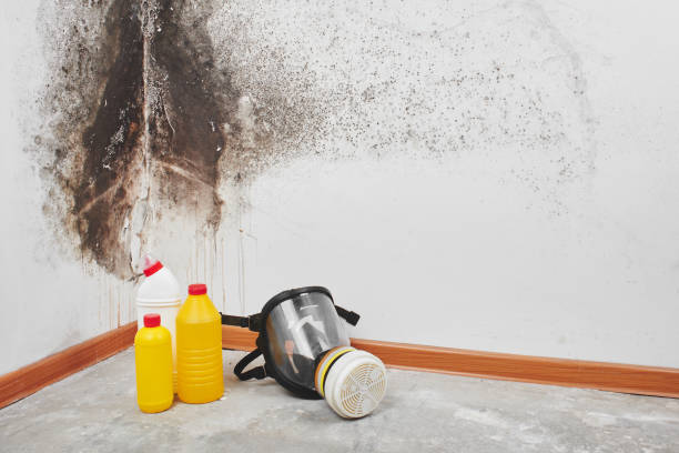Best Attic Mold Removal  in Golden Glades, FL