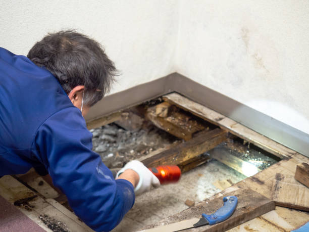 Best Emergency Mold Removal  in Golden Glades, FL