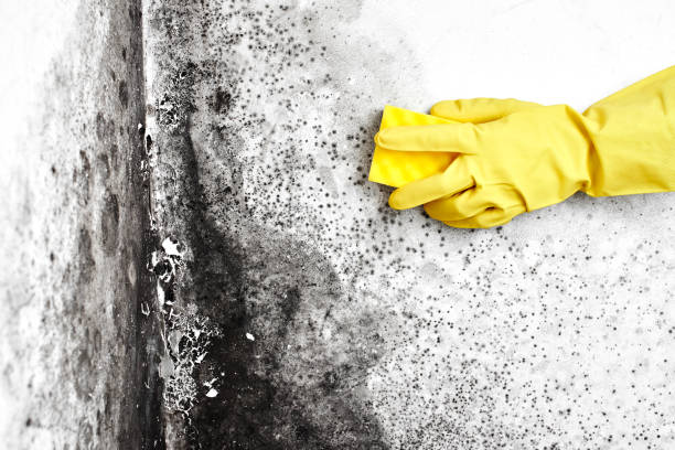 Best Fast Mold Removal  in Golden Glades, FL