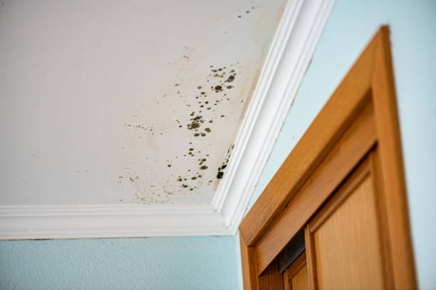 Best Affordable Mold Removal  in Golden Glades, FL