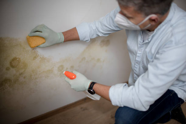 Best Commercial Mold Removal  in Golden Glades, FL