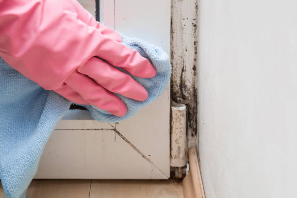 Office Mold Removal Services in Golden Glades, FL